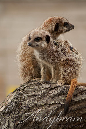wildlife-14