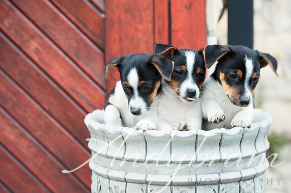 pups-112