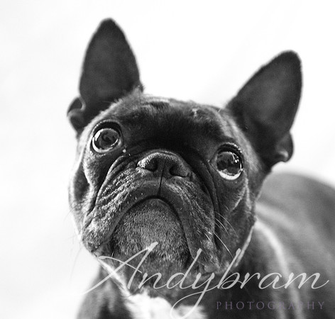 frenchbulldog-2