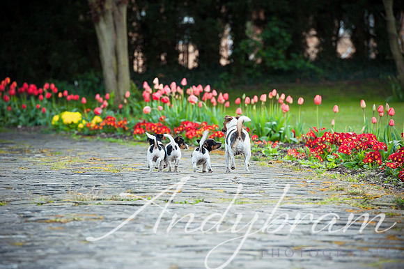 pups-101