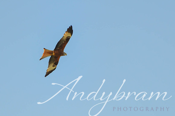 DSC_6704-Edit
