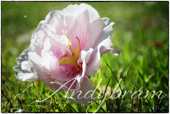 DSC_1029-Edit-Edit