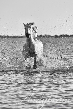 DSC_9393-Edit