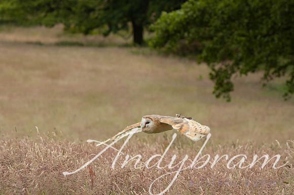 wildlife-5