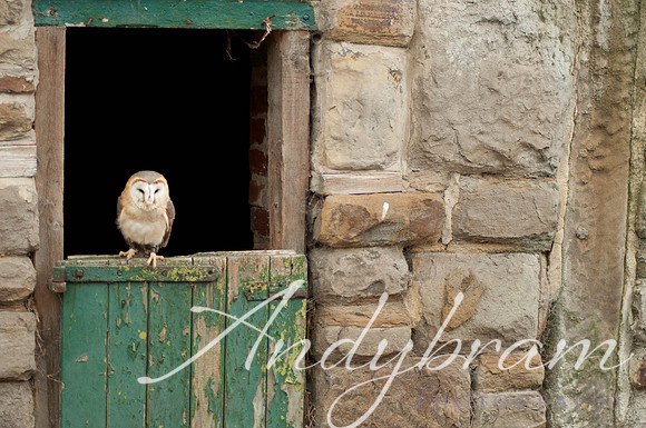 wildlife-2