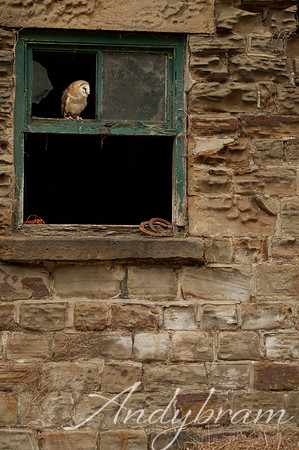 wildlife-4