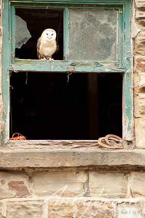 wildlife-3
