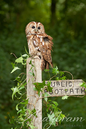 wildlife-11