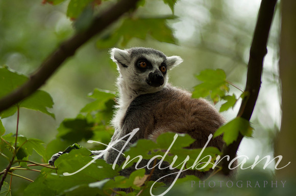 wildlife-16