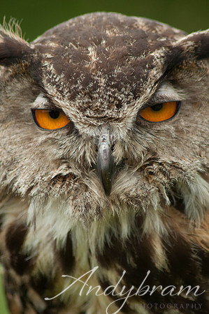 wildlife-13