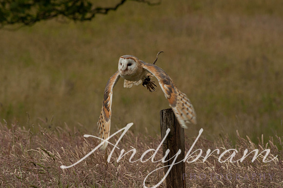wildlife-8