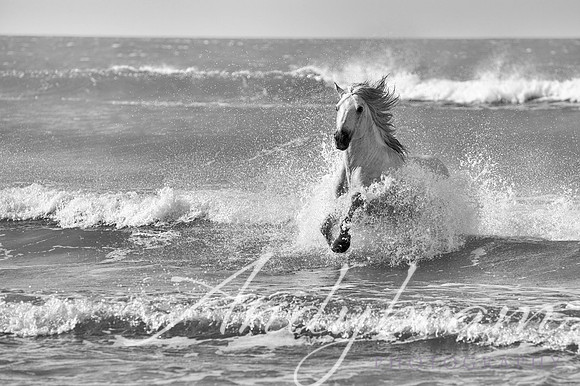 DSC_0062-Edit