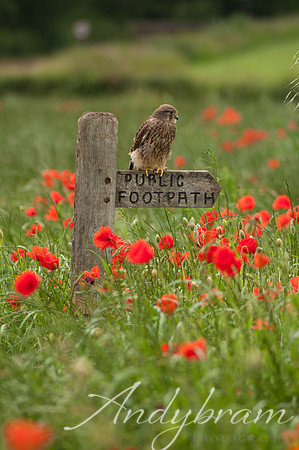 wildlife-12