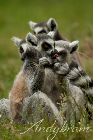 wildlife-15