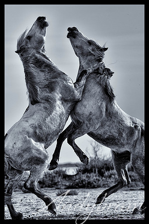 DSC_7463-Edit