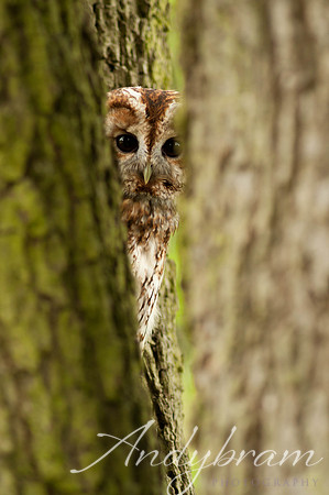 wildlife-10