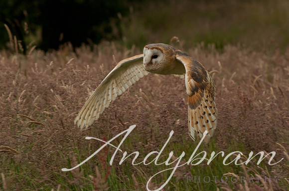 wildlife-7