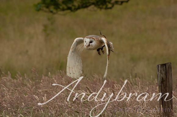 wildlife-9