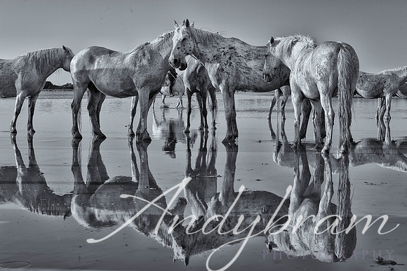 DSC_0432-Edit-4