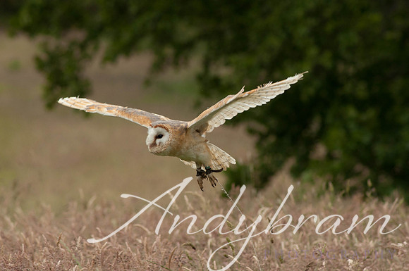 wildlife-6