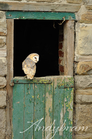 wildlife